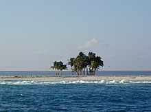 Coconut palms on Clipperton. The lagoon is visible beyond the trees