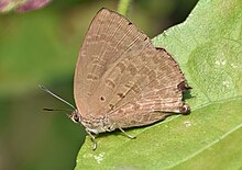 Close wing basking position of Arhopala oenea (Hewitson, -1869-) - Lackluster Oakblue.jpg