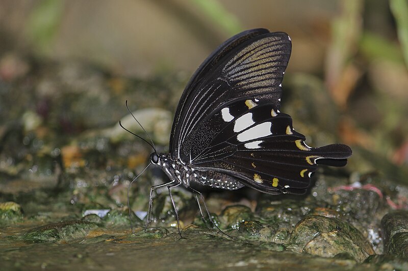 File:Close wing posture mud-puddling of Papilio nephelus Boisduval, 1836 – Yellow Helen Q 7036.jpg