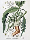 Cochlearia armoracia — Flora Batava — Volume v4.jpg
