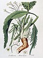 Ботаникань артовкс «Flora Batava» книгасто, 1800—1934
