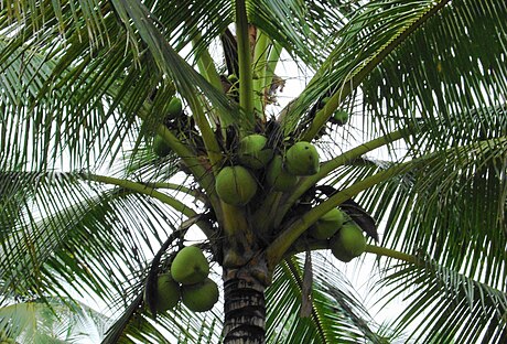 ಕೊಬ್ಬರಿ ಎಣ್ಣೆ