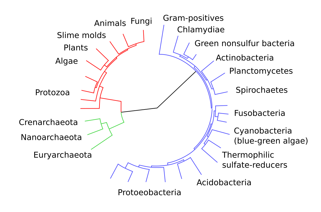 Biologia evolutiva dello sviluppo