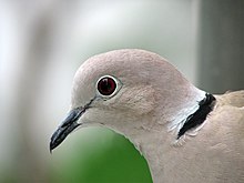 Collared Dove -upper body profile-8.jpg