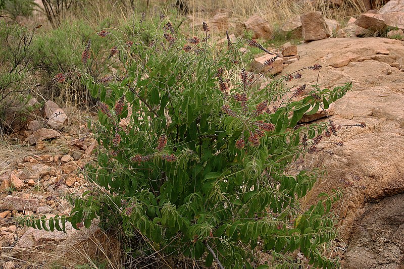 File:Combretum oxystachyum 2188.jpg