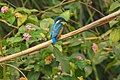 Common Kingfisher (50749781773).jpg