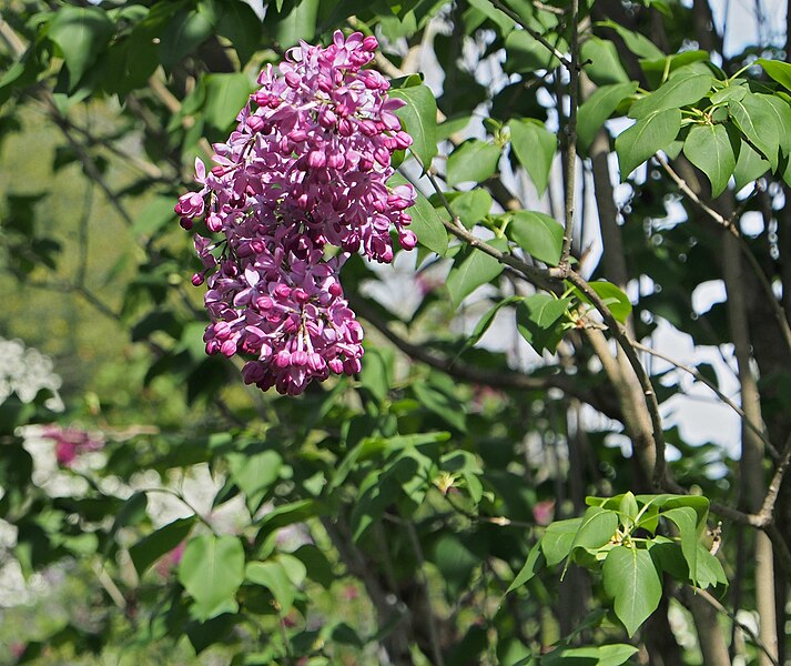 File:Common Lilac Syringa vulgaris 'Marechal Foch' Flowers.JPG