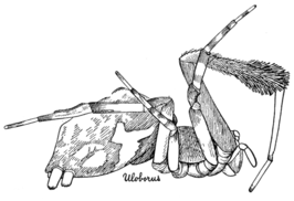 Uloborus glomosus