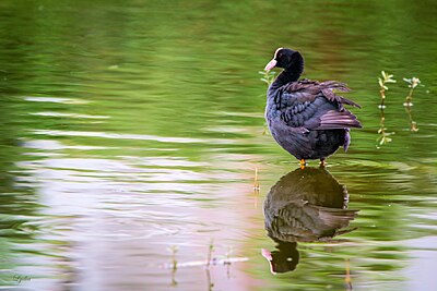 Umum coot di Nallgandla Lake.jpg