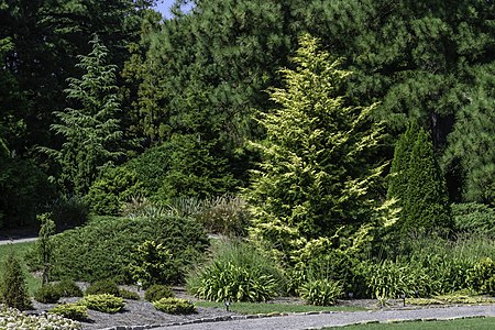 Conifer Garden at Norfolk Botanical Garden