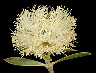 <i>Conothamnus trinervis</i> Species of flowering plant