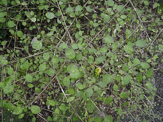 <i>Coprosma areolata</i> Species of plant