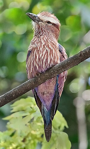 Coracias naevia -20090426.jpg