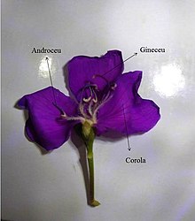 Tibouchina – Wikipédia, a enciclopédia livre