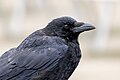* Nomination Portrait of a carrion crow (Corvus corone) in Gennevilliers, France. --Alexis Lours 18:55, 28 October 2023 (UTC) * Promotion  Support Good quality. --BigDom 08:16, 29 October 2023 (UTC)