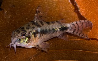 Salt and pepper catfish species of catfish