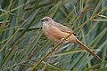 * Предлог Fulvous babbler (Argya fulva) at Jebil national parkI, the copyright holder of this work, hereby publish it under the following license:This image was uploaded as part of Wiki Loves Earth 2024. --El Golli Mohamed 21:36, 6 June 2024 (UTC) * Поддршка  Support Good quality. --Plozessor 04:16, 7 June 2024 (UTC)