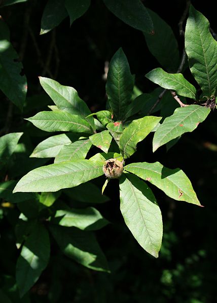 File:Crataegus germanica 2.jpg