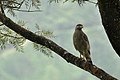 * Nomination Crested Serpent Eagle in the Western Ghats, south India. By User:Shankar Raman --PJeganathan 16:24, 24 June 2017 (UTC) * Promotion Good quality. --Vengolis 17:05, 24 June 2017 (UTC)
