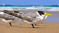 Crested tern (nom)