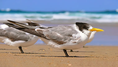 Greater Crested Tern