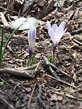 Miniatura para Crocus caeruleus