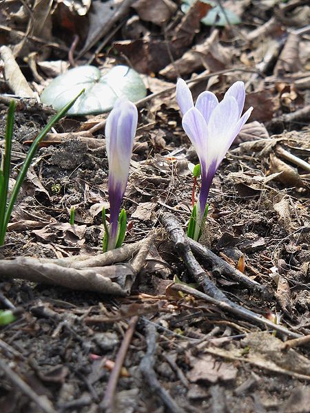 File:Crocus albiflorus flower5.jpg