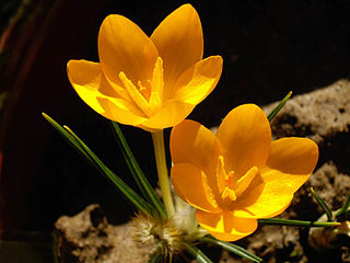 <i>Crocus ancyrensis</i> Species of flowering plant