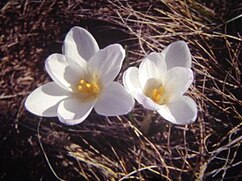 Crocus carpetanus