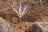 Crocus damascenus