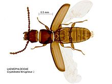 Cryptolestes ferrugineus.jpg