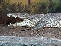 Cuban Crocodile.JPG