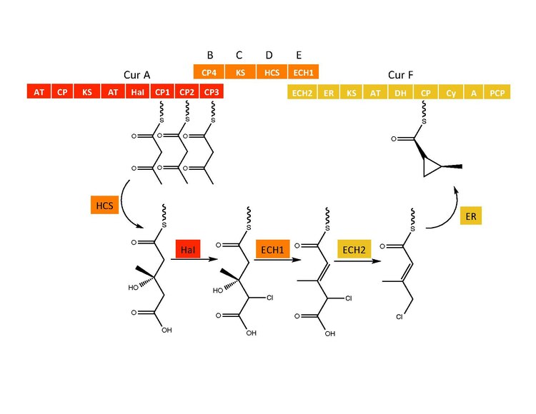 CuracinA Cyclopropyl Moiety Biosynthesis.pdf