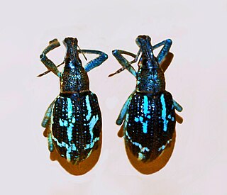 <i>Rhinoscapha insignis</i> Species of beetle