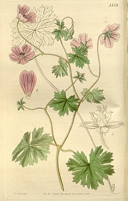Curtis's botanical magazine (Plate 3732) (9128687096).jpg