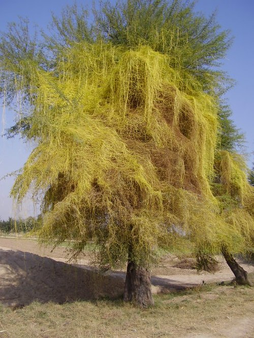 Cuscuta, a stem holoparasite, on an Acacia tree in Pakistan