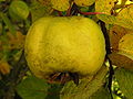 Cydonia oblonga vaisius, 2006-10-18.jpg