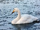 Seite 31: File:Cygnus cygnus -WWT Welney, Ouse Washes, The Fens, England-8.jpg Autor: Flickr: Alastair Rae (from London, United Kingdom) Lizenz: CC BY-SA 2.0