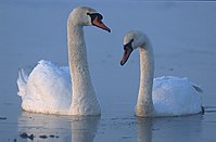 Swans