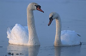 Mute swans. Swans of the Northern Hemisphere are white, while those of the Southern Hemisphere are black and white.