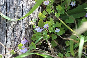 Cymbalaria muralis 109446601.jpg