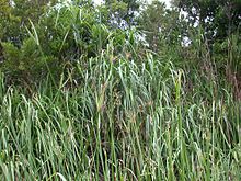 Cyperus monophyllus sititou01.jpg