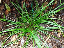 Tetraphyllus Cyperus Eastwood.jpg