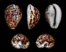 Une porcelaine (coquillage) : Cypraea tigris.