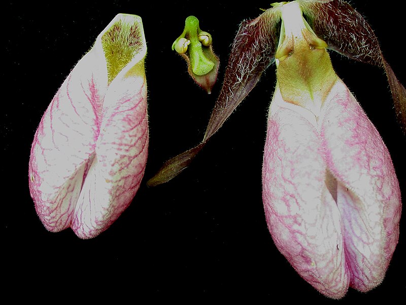 File:Cypripedium acaule 15-p.bot-cyprip.acaul-058.jpg