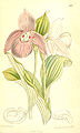 Cypripedium macranthos (as syn. Cypripedium speciosum) plate 8386 in: Curtis's Bot. Magazine (Orchidaceae), vol. 137, (1911)
