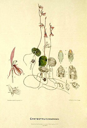 Cyrtostylis reniformis - FitzGerald, Australian Orchids - vol. 1 pl. 34 (1882).jpg