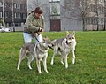 Czechoslovakian Wolfdog in Riga 1.JPG