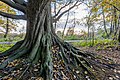 * Nomination Tree in the nature reserve “Teiche in der Heubachniederung” in the Börnste hamlet, Kirchspiel, Dülmen, North Rhine-Westphalia, Germany --XRay 03:16, 31 December 2020 (UTC) * Promotion  Support Good quality -- Johann Jaritz 03:54, 31 December 2020 (UTC)