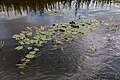 * Nomination Heubach with yellow water-lily in Hausdülmen, Dülmen, North Rhine-Westphalia, Germany --XRay 04:25, 17 July 2016 (UTC) * Promotion Good quality.--Agnes Monkelbaan 04:30, 17 July 2016 (UTC)